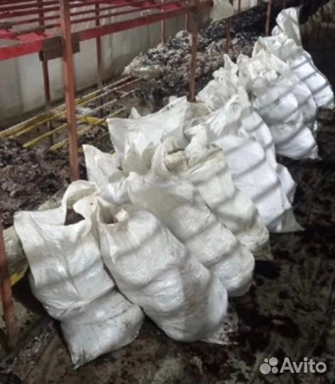 Грибы свежие шампиньоны