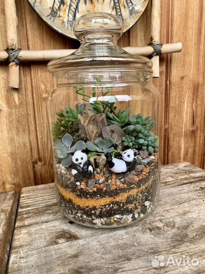 Флорариум суккуленты «Мишки панды»