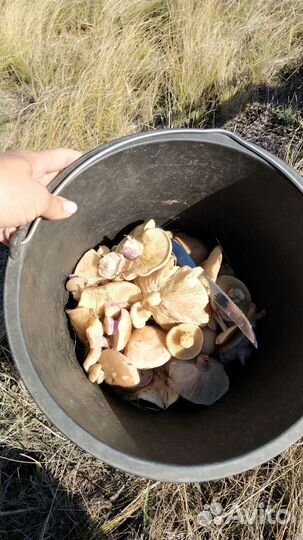 Грибы синеножка