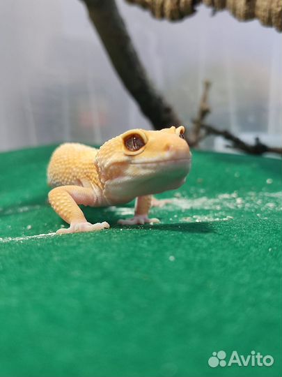 Ящерица эублефар