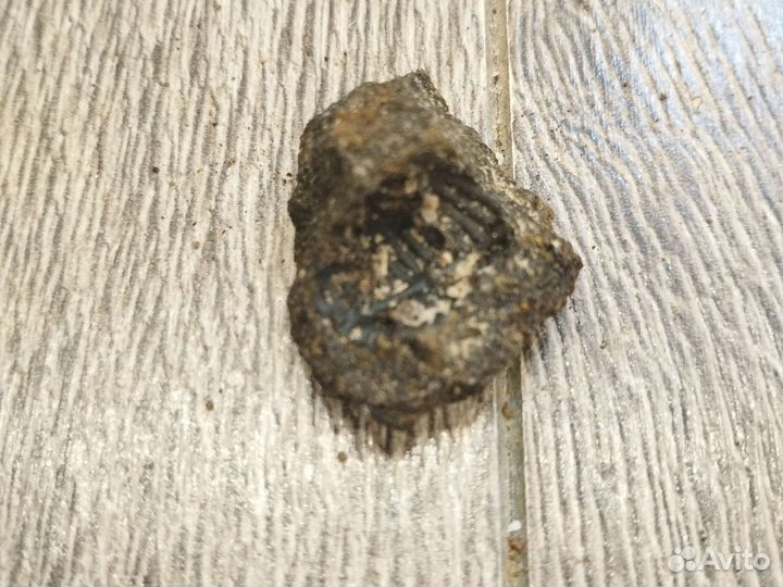 Окаменелости аммониты