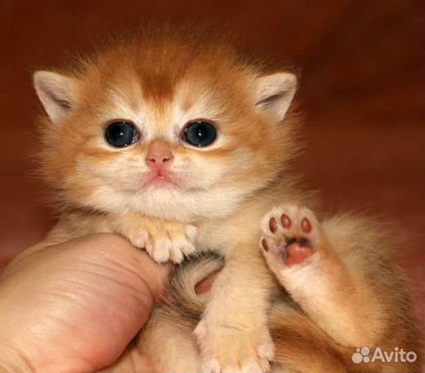 Британские золотые шиншиллы