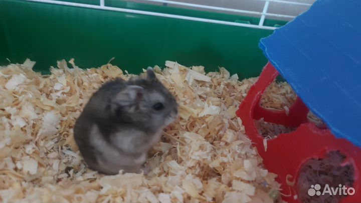 Хомяк с клеткой
