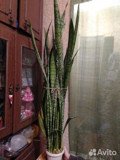 Сансевиерия тещин язык 130 см горшка нет