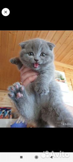 Котята шотландские вислоухие