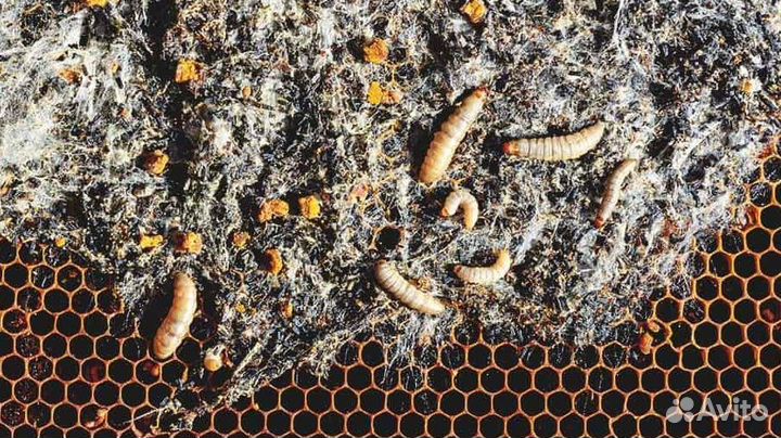 Готовый продукт (личинка,пжвм,огневка)