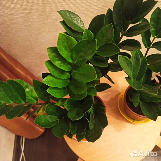 Замиокулькас