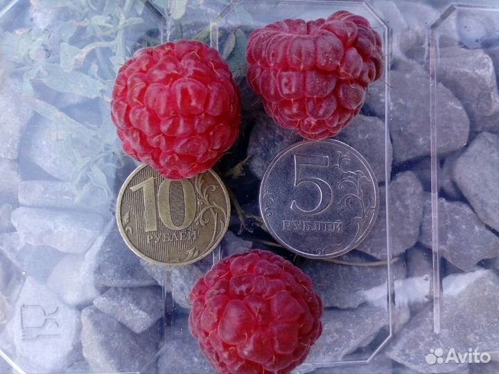 Малина Рассаду на Весну