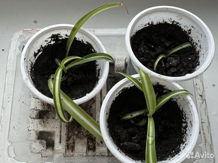 Хлорофитум кудрявый