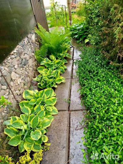 Хоста растение, гейхера