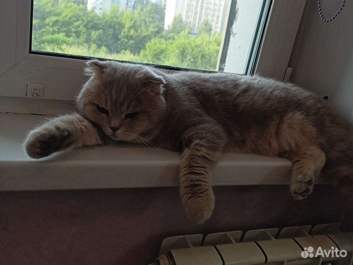 Кот и кошечка