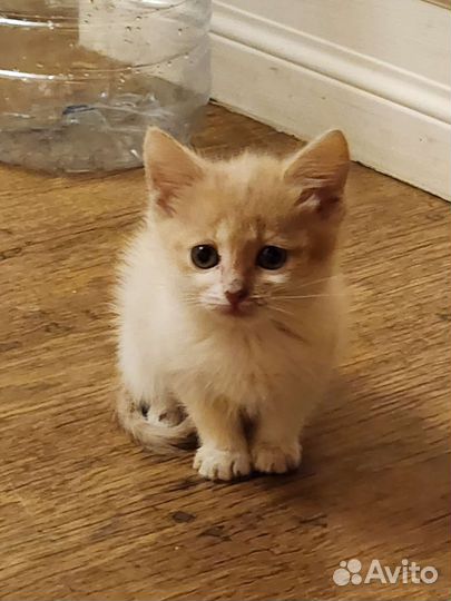 Котёнок домашний. Девочка