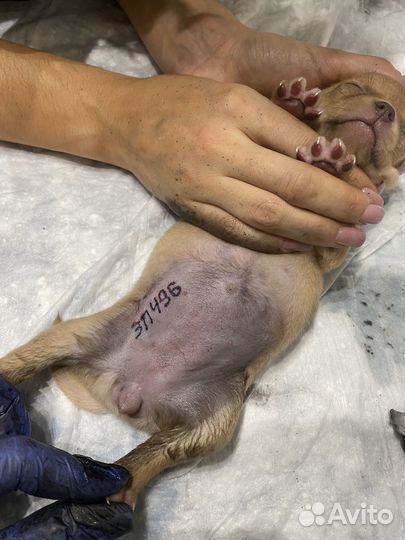 Клеймение собак и щенков