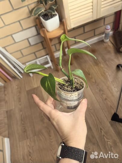 Сциндапсус