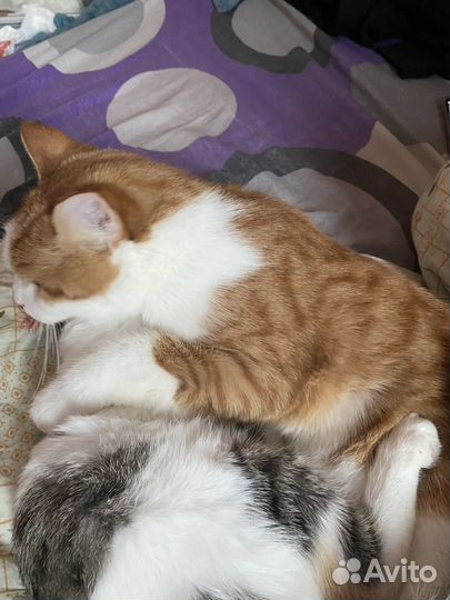 Кошка и кот