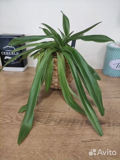 Орхидея башмачок пафиопедилум Лианнум