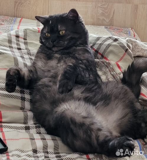 Шотландский кот вязка
