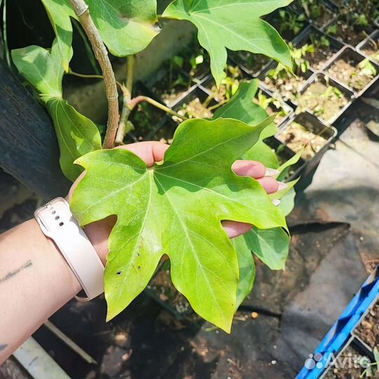 Фатсхедера