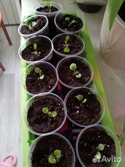 Продам рассаду помидор, перца болгарского, цветы