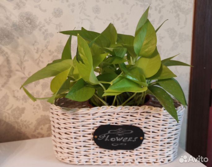 Сциндапсус