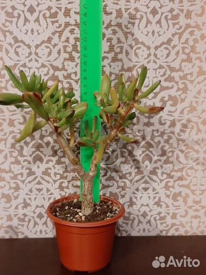 Крассула Коралл Крассула Хорн Три