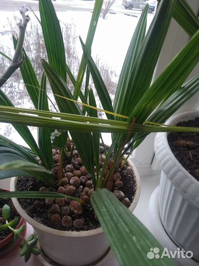 Финиковая пальма