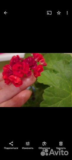 Герань пеларгония розебудная