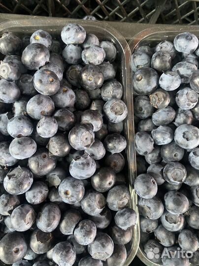 Голубика сладкая