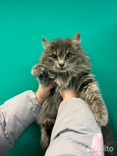 Кошечка 10 месяцев