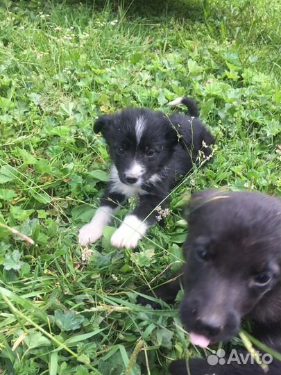 Щенок в добрые руки