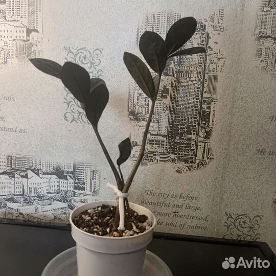 Замиокулькас равен