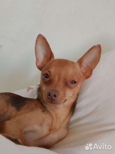 Вязка мини той-терьер