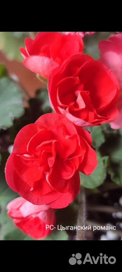 Много сортов пеларгония герань