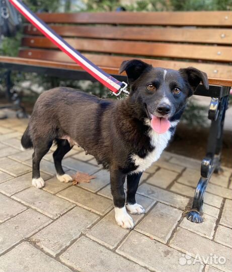 Собачка в добрые руки