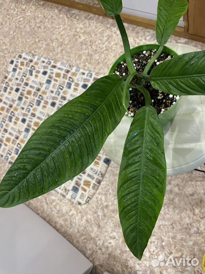 Филодендрон кампии