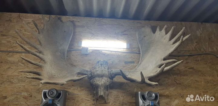 Продам рога лося
