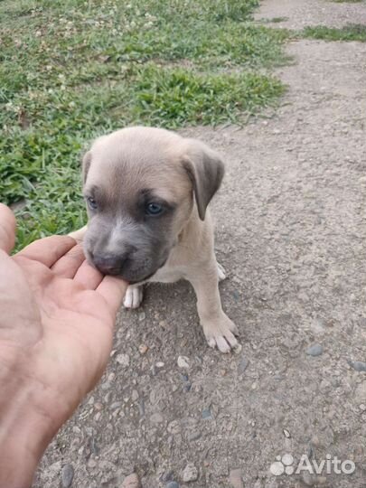 Щенок питбуля