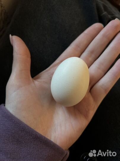 Инкубационное яйцо китайской шолковой