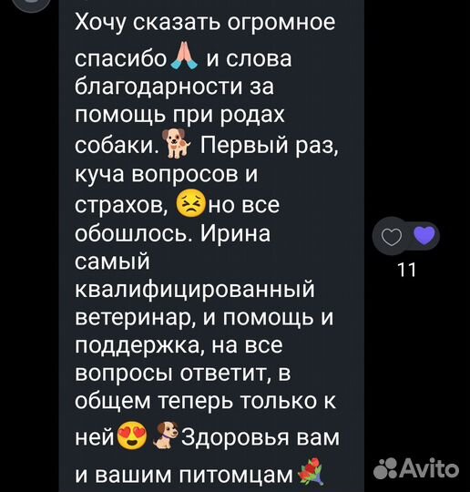 Выезд на роды к собакам