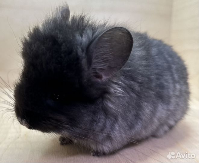 Шиншилла ангора мальчик и девочка 2,5 мес