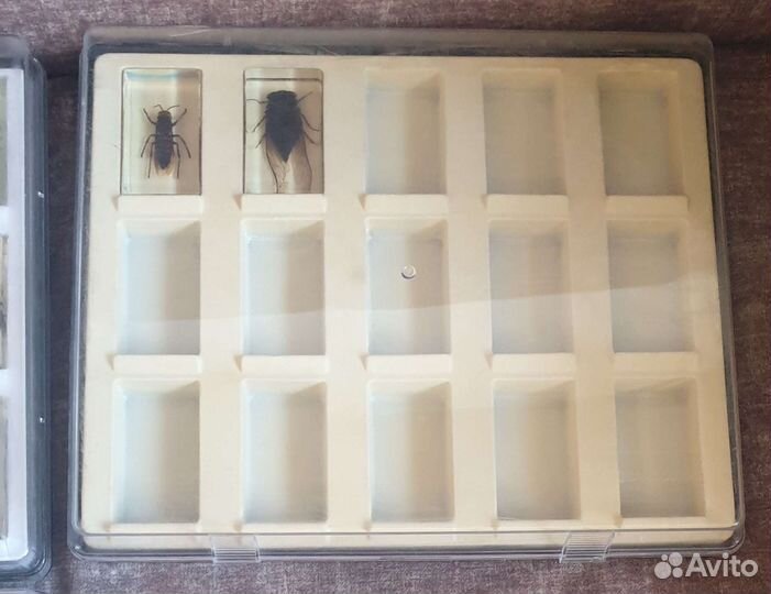 Настоящие насекомые и их знакомые