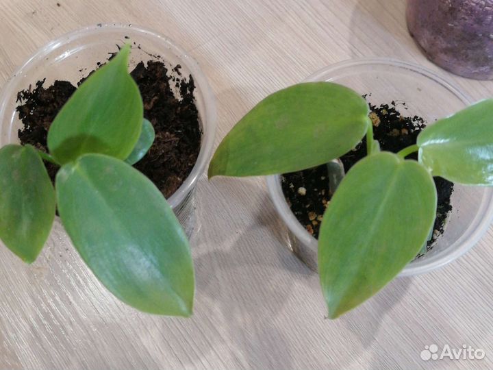 Филодендрон Сильвер квин