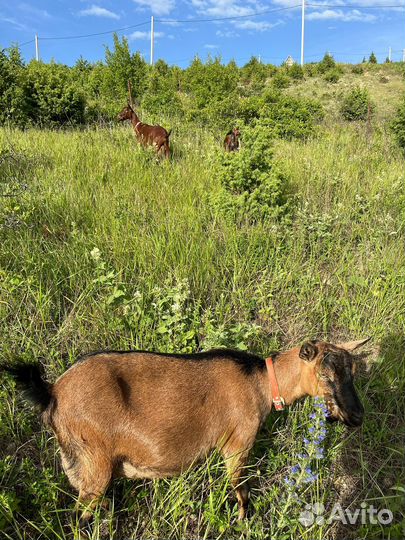 Дойная покрытая коза камерунская
