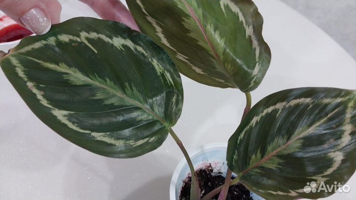 Семейство марантовых:Калатея Розеопикта Дотти