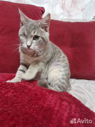 Кошечка в добрые руки