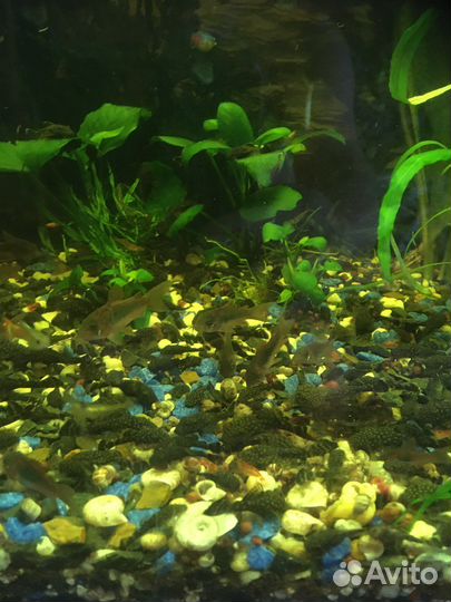 Аквариумные рыбки