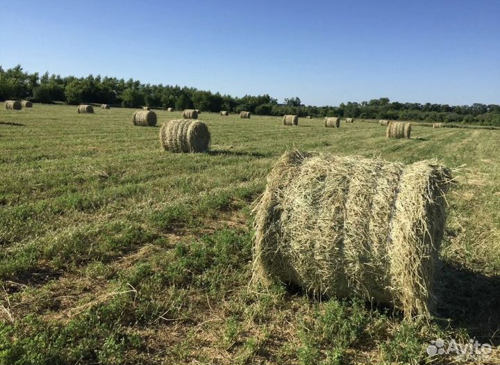 Продам сено в тюках