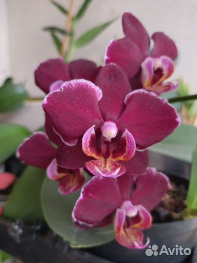 Орхидея фаленопсис