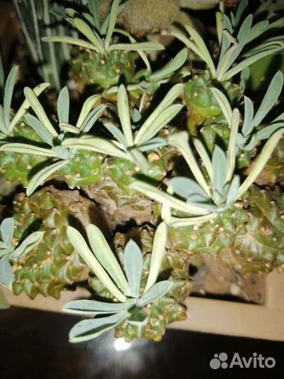 Аглаонема белое копье