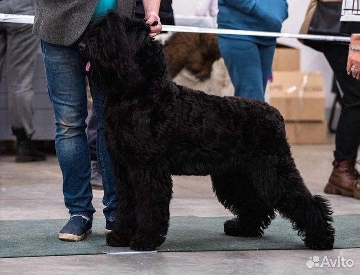 Русский черный терьер щеночки